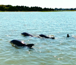 The amazing dolphin of Charleston, join our fishing charter for your harbor cruise today