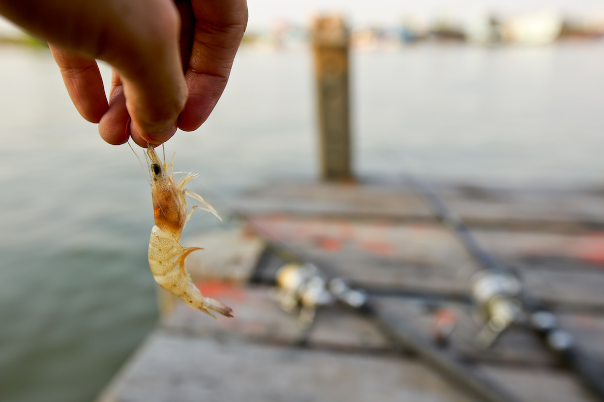 Great Tips on Bait and Hooks to Use While Fishing in Charleston, SC – All  in One Fishing Charters