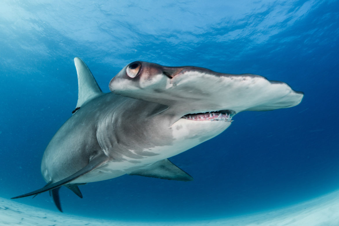 Hammerhead Shark Fishing in Charleston