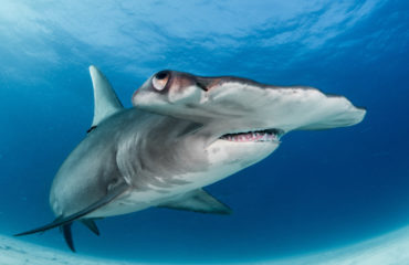 Hammerhead Shark Fishing in Charleston