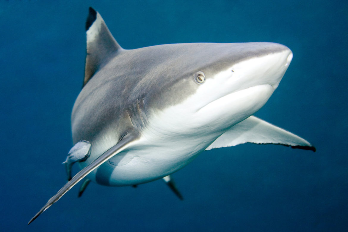 Black Tip Shark Fishing in Charleston