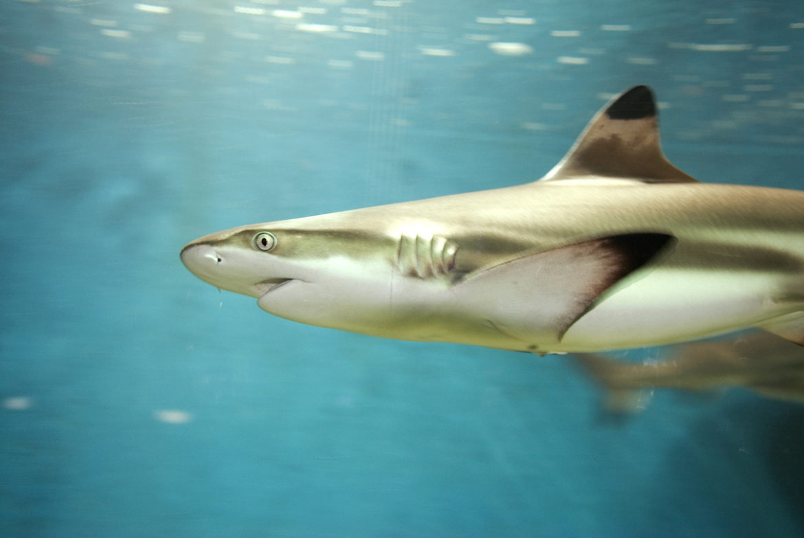 Sharpnose Shark Fishing in Charleston