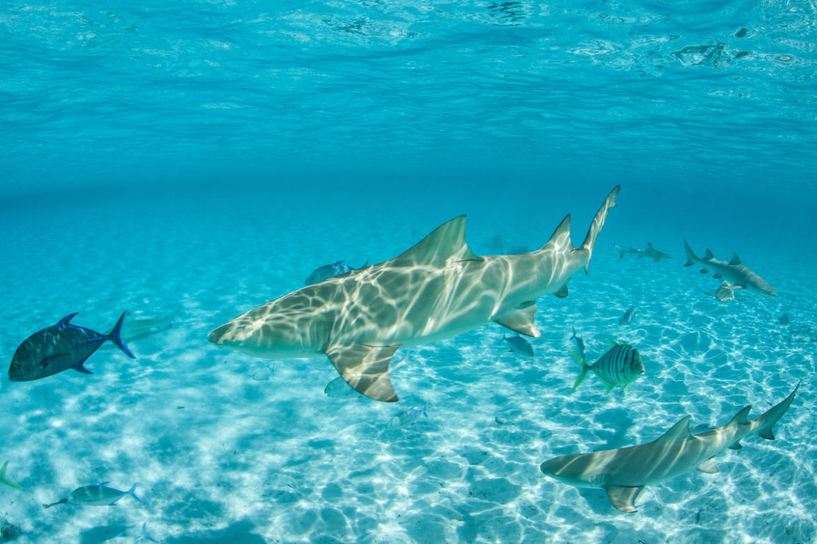 Lemon Shark Fishing in Charleston