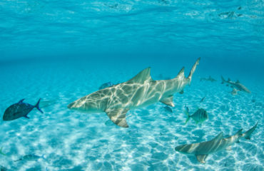 Lemon Shark Fishing in Charleston