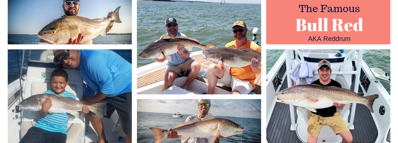 Charleston Bull Reddrum Fishing Charter