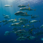 amberjack fishing in Charleston