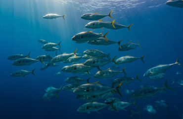 amberjack fishing in Charleston