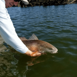 Reddrum Release in Charleston SC with Capt Ronnie on a guided inshore fishing charter