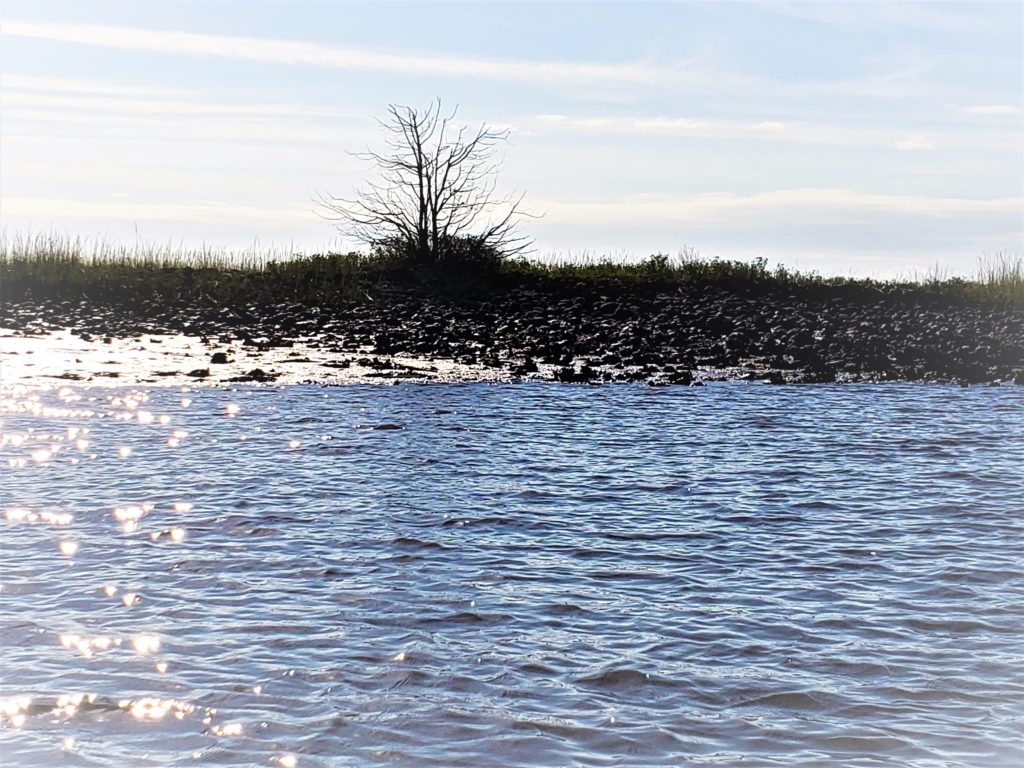 Charleston Inshore Fishing Charter, oysters at low tide