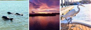 Beautiful scenery and wildlife on a Inshore Fishing Charter in Charleston, SC.