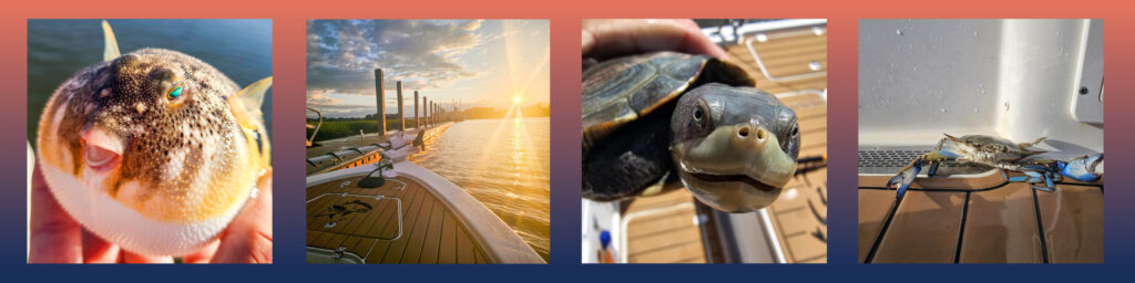 Adventurous Pals that were caught during recent Charleston Fishing Charters with All In One Charters