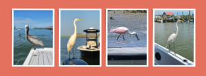 Sight See with All In One Charters on a fun family fishing excursion
