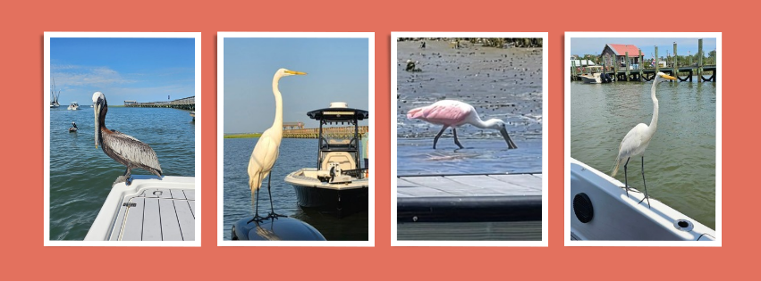 Sight See with All In One Charters on a fun family fishing excursion